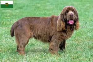 Read more about the article Sussex-Spaniel breeders and puppies in Saxony