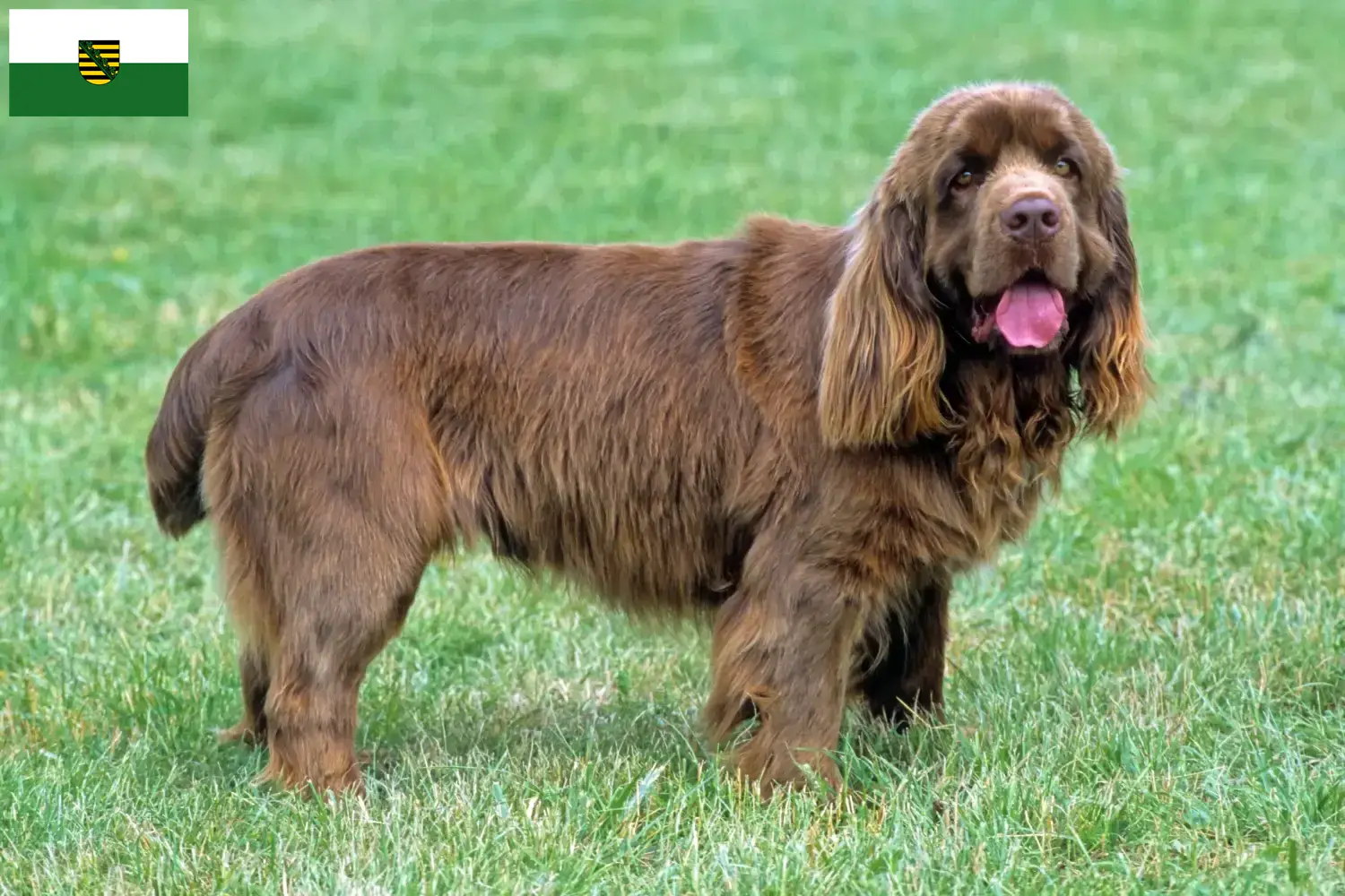 Sussex-Spaniel puppies and breeders Saxony Here you will find Sussex-Spaniels breeders in Saxony.