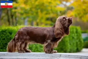 Read more about the article Sussex-Spaniel breeders and puppies in Schleswig-Holstein