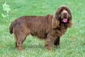 Read more about the article Sussex Spaniel breeders and puppies in Sjælland