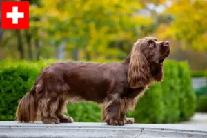 Read more about the article Sussex Spaniel breeders and puppies in Switzerland