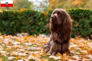 Read more about the article Sussex-Spaniel breeders and puppies in Thuringia