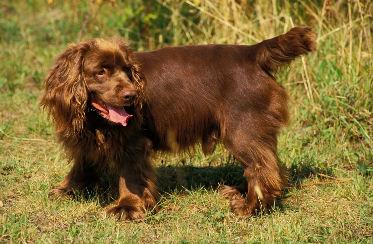 Buying a Sussex spaniel puppy means taking responsibility! Buy Sussex spaniel puppies.