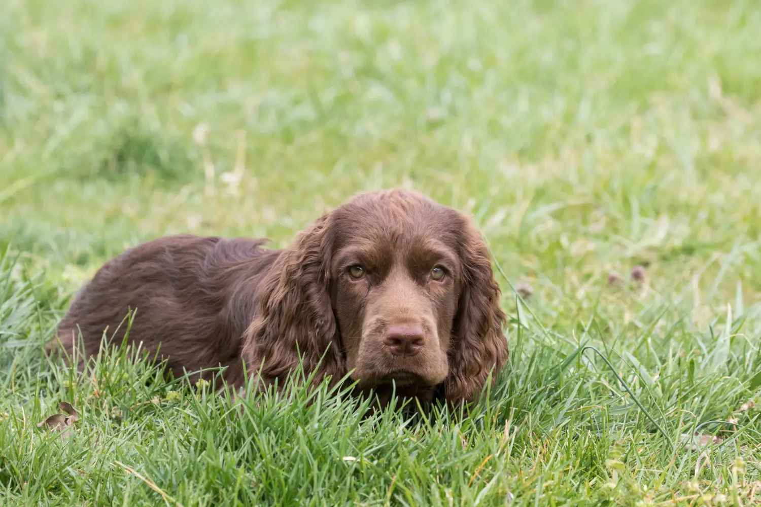 Buying a Sussex spaniel puppy means taking responsibility! Buy Sussex spaniel puppies.