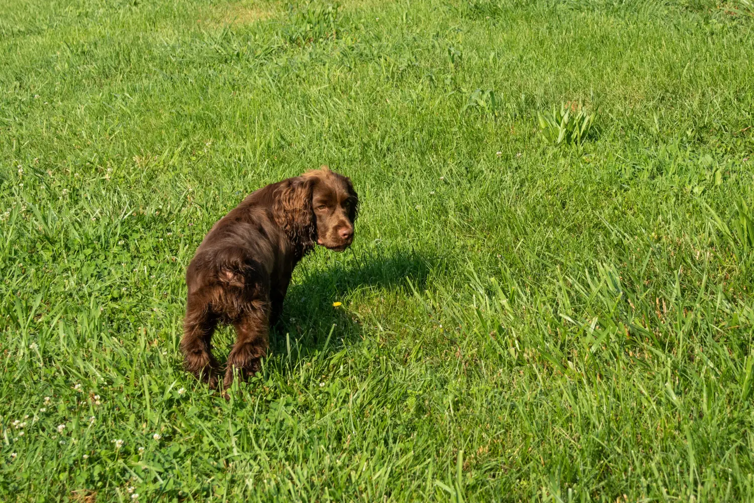 Buying a Sussex spaniel puppy means taking responsibility! Buy Sussex spaniel puppies.