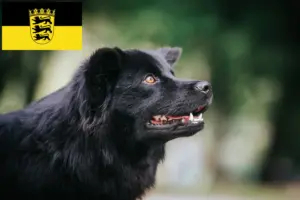 Read more about the article Swedish Lapphund breeders and puppies in Baden-Württemberg