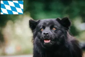 Read more about the article Swedish Lapphund breeders and puppies in Bavaria