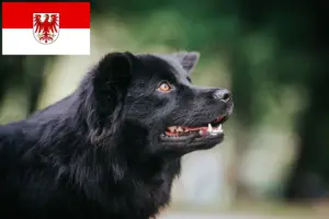 Read more about the article Swedish Lapphund breeders and puppies in Brandenburg