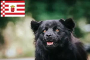 Read more about the article Swedish Lapphund breeder and puppies in Bremen