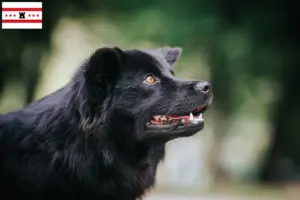 Read more about the article Swedish Lapphund breeder and puppies in Drenthe