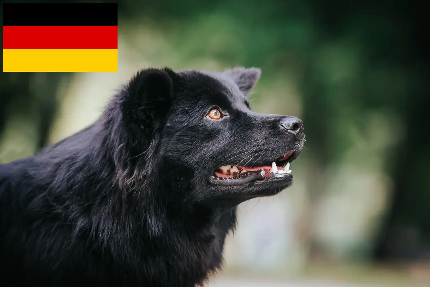 Read more about the article Swedish Lapphund breeders and puppies in Germany