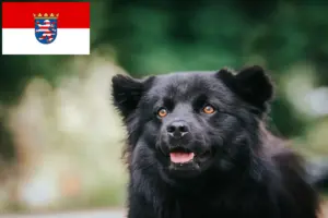 Read more about the article Swedish Lapphund breeders and puppies in Hesse