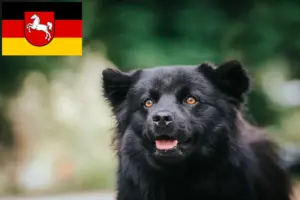Read more about the article Swedish Lapphund breeders and puppies in Lower Saxony