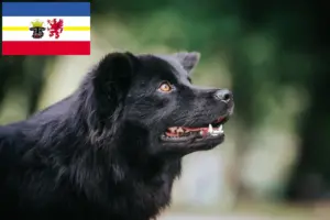 Read more about the article Swedish Lapphund breeders and puppies in Mecklenburg-Vorpommern