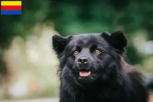 Read more about the article Swedish Lapphund breeder and puppies in North Holland