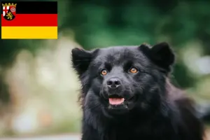 Read more about the article Swedish Lapphund breeders and puppies in Rhineland-Palatinate