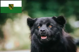 Read more about the article Swedish Lapphund breeders and puppies in Saxony
