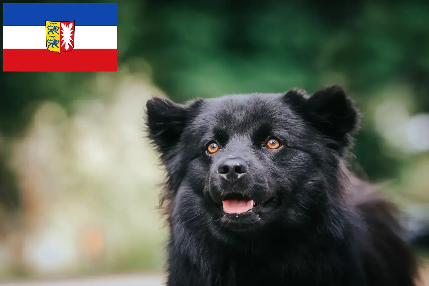 Read more about the article Swedish Lapphund breeders and puppies in Schleswig-Holstein