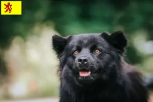 Read more about the article Swedish Lapphund breeder and puppies in South Holland