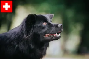 Read more about the article Swedish Lapphund breeders and puppies in Switzerland