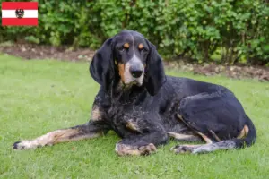 Read more about the article Swiss hound breeders and puppies in Austria