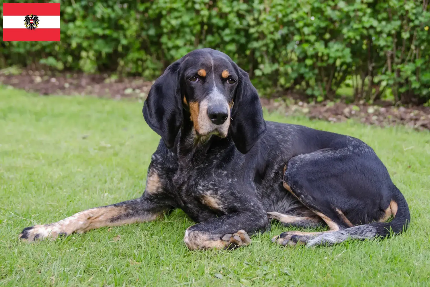 Swiss hound puppies and breeders Austria Here you can find Swiss running dog breeders in Austria.
