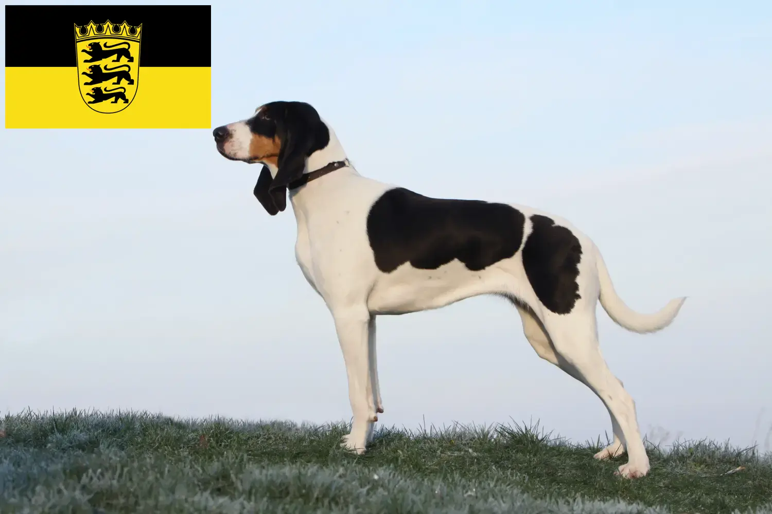 Read more about the article Swiss hound breeders and puppies in Baden-Württemberg