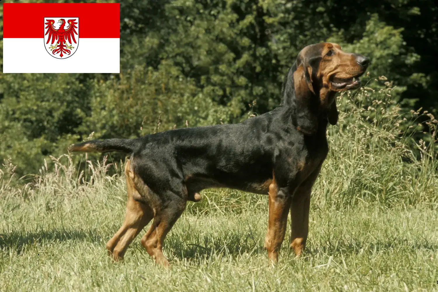 Swiss hound puppies and breeders Brandenburg Here you can find Swiss Mountain Dog breeders in Brandenburg.