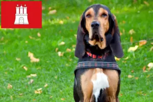 Read more about the article Swiss hound breeders and puppies in Hamburg