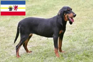 Read more about the article Swiss hound breeders and puppies in Mecklenburg-Vorpommern