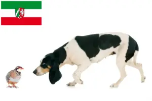 Read more about the article Swiss hound breeders and puppies in North Rhine-Westphalia