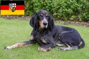 Read more about the article Swiss hound breeders and puppies in Saarland