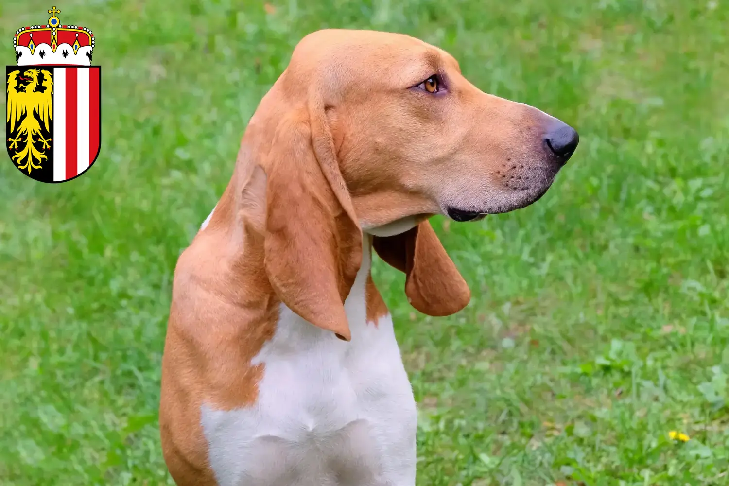 Swiss hound puppies and breeders Upper Austria Here you can find Swiss Mountain Dog breeders in Upper Austria.