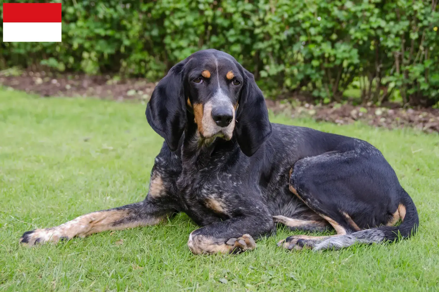 Swiss hound puppies and breeders Vienna Here you can find Swiss running dog breeders in Vienna.