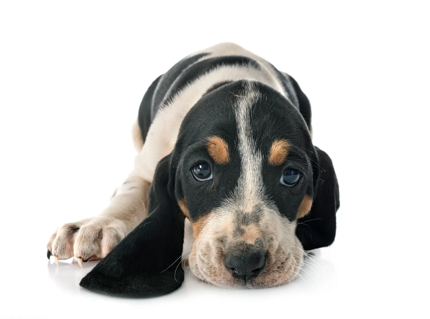 Buying a Swiss hound puppy means taking responsibility! Buy Swiss hound puppies.