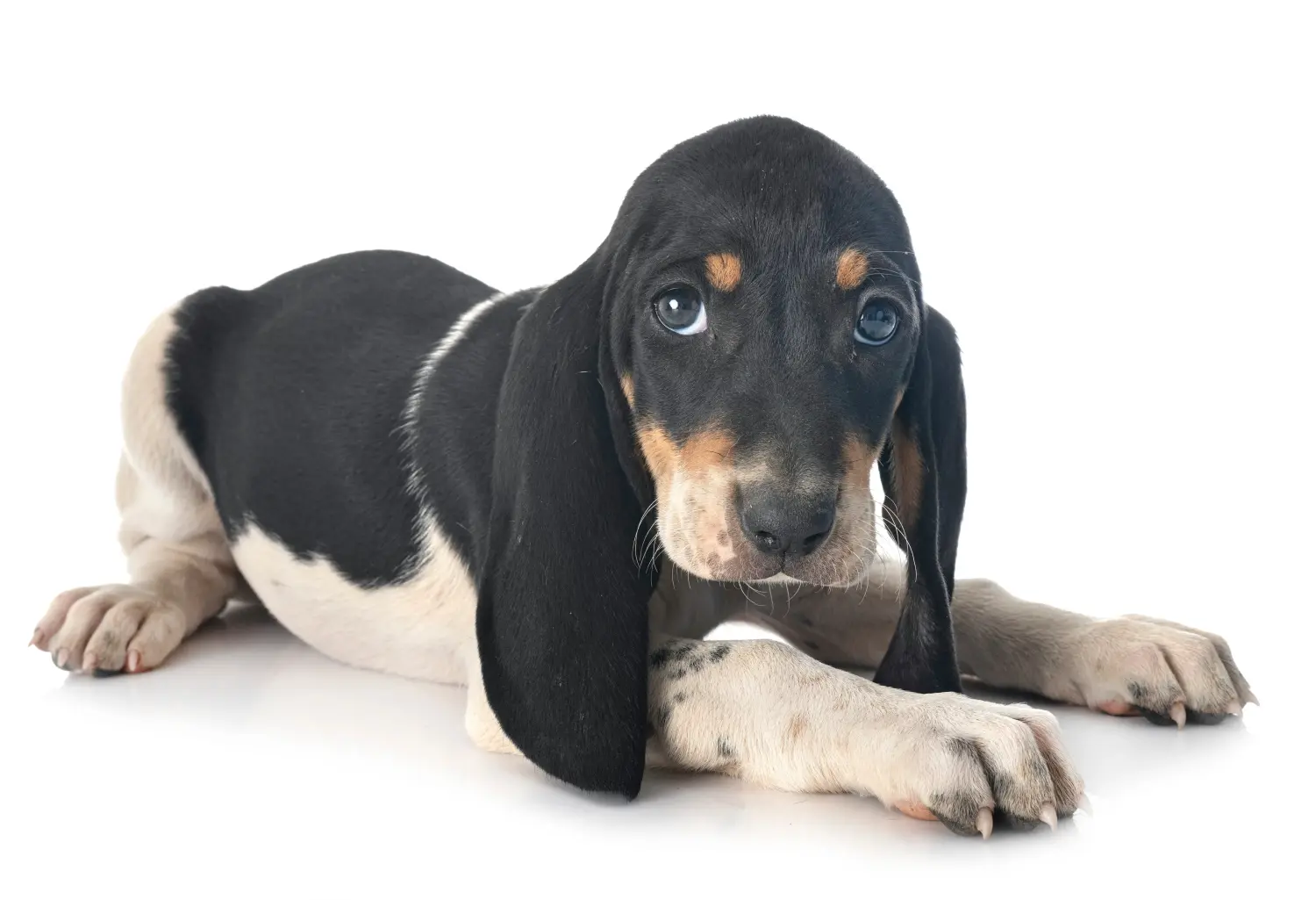 Buying a Swiss hound puppy means taking responsibility! Buy Swiss hound puppies.