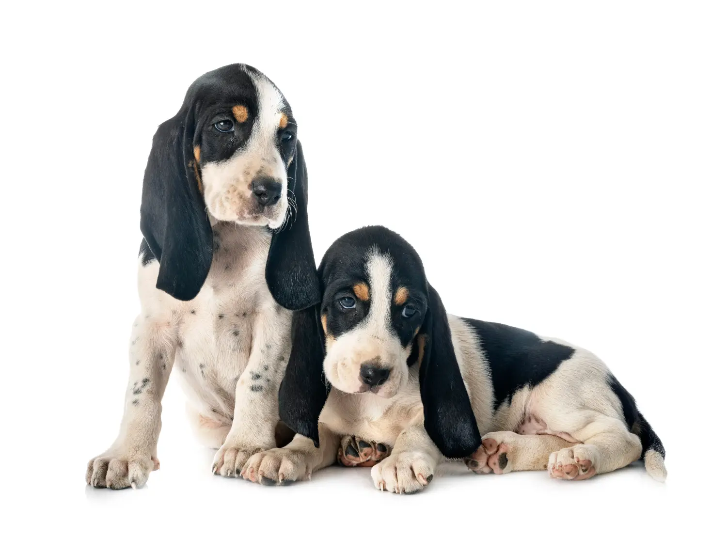 Buying a Swiss hound puppy means taking responsibility! Buy Swiss hound puppies.