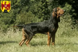 Read more about the article Swiss hound breeders and puppies in Burgenland