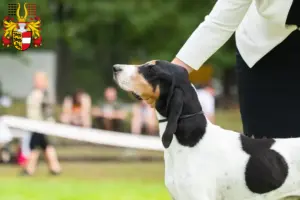 Read more about the article Swiss hound breeders and puppies in Carinthia