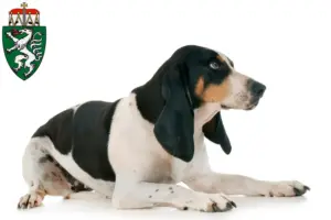 Read more about the article Swiss hound breeders and puppies in Styria
