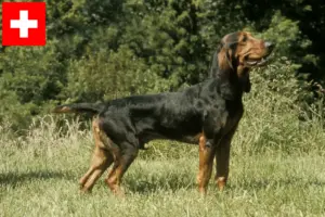 Read more about the article Swiss running dog breeders and puppies in Switzerland