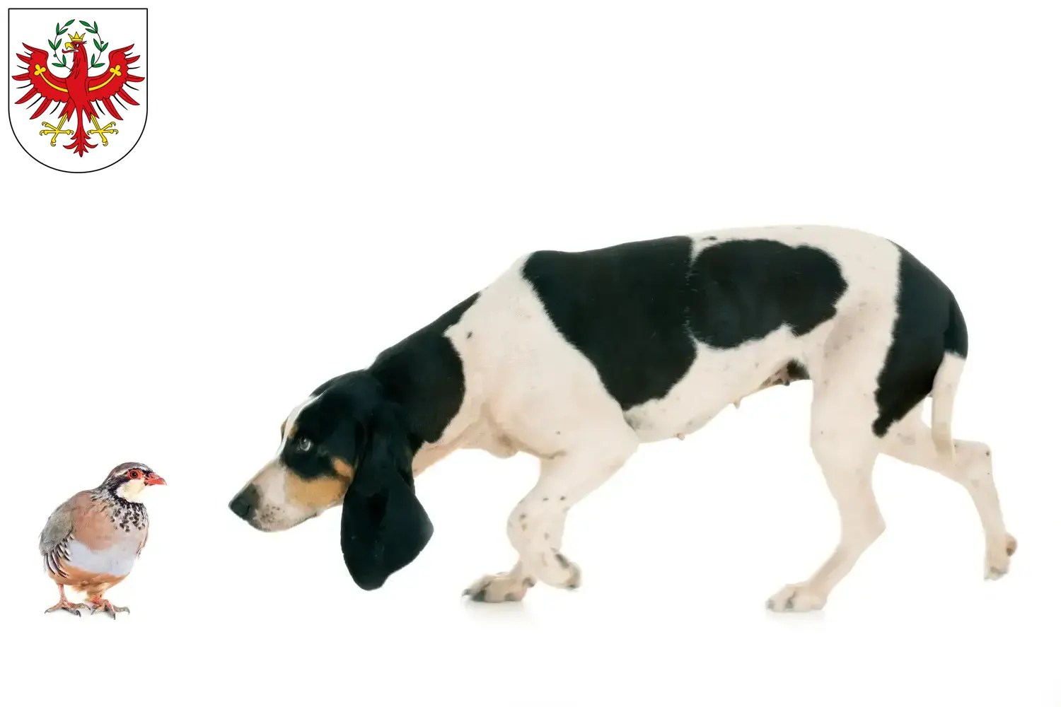 Read more about the article Swiss hound breeders and puppies in Tyrol