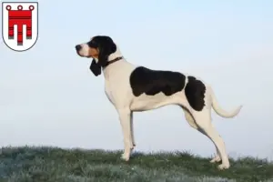 Read more about the article Swiss hound breeders and puppies in Vorarlberg