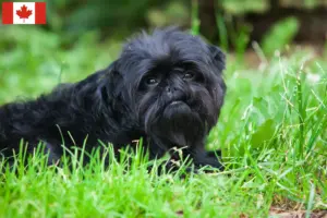 Read more about the article Affenpinscher breeders and puppies in Canada