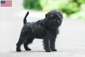 Read more about the article Affenpinscher breeders and puppies in the USA