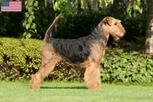 Read more about the article Airedale Terrier breeders and puppies in the USA