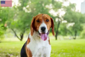Read more about the article American Foxhound breeders and puppies in the USA