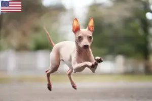 Read more about the article American Hairless Terrier breeders and puppies in the USA