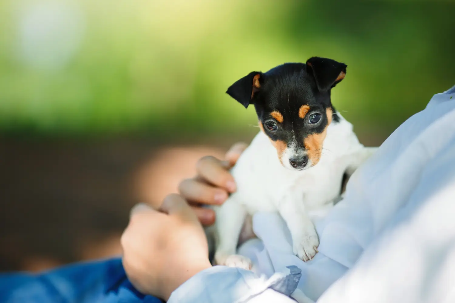 Buying an American Toy Terrier puppy means taking responsibility! Buy American Toy Terrier puppies.