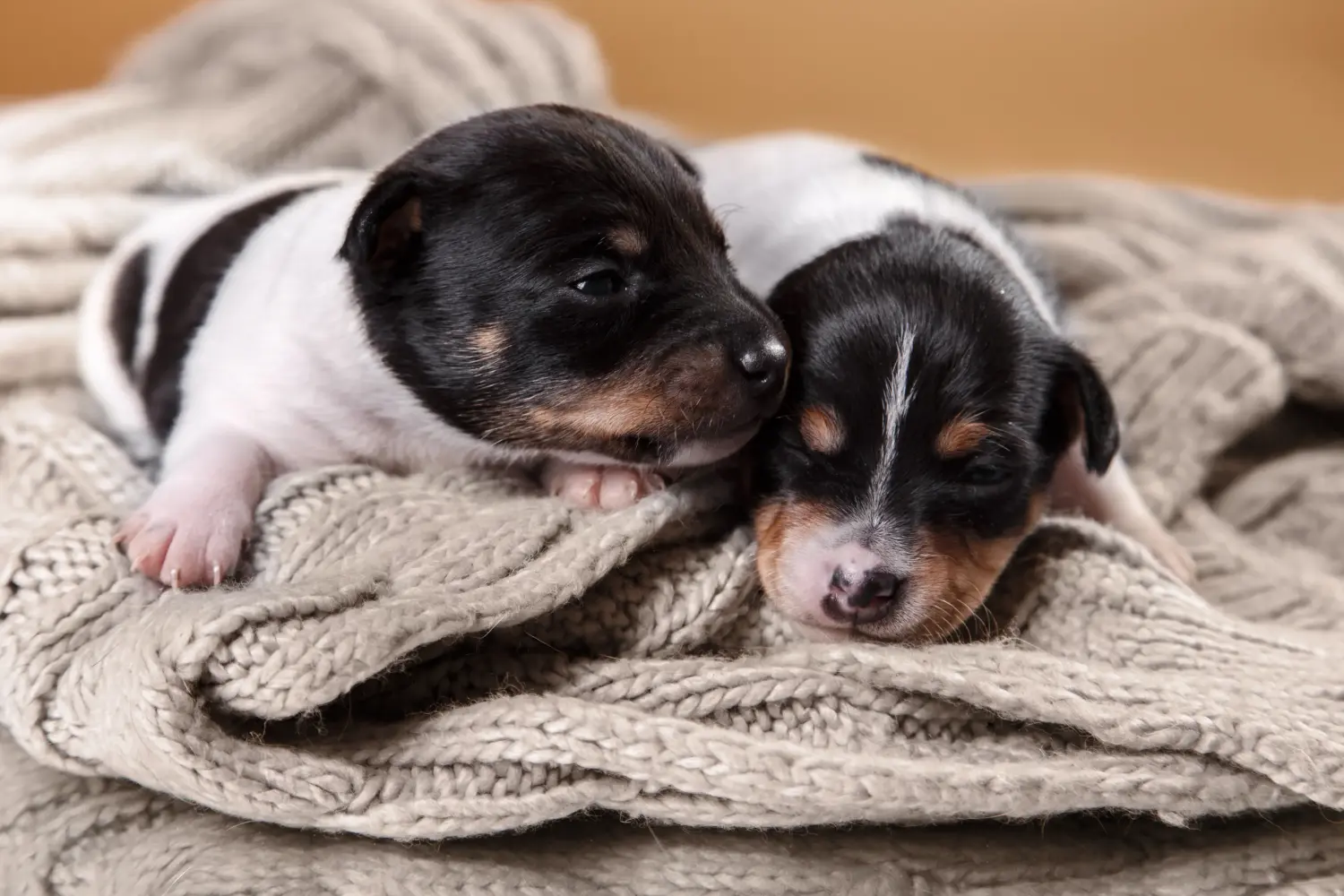 Buying an American Toy Terrier puppy means taking responsibility! Buy American Toy Terrier puppies.